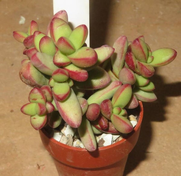 Crassula nudicaulis v. herrei