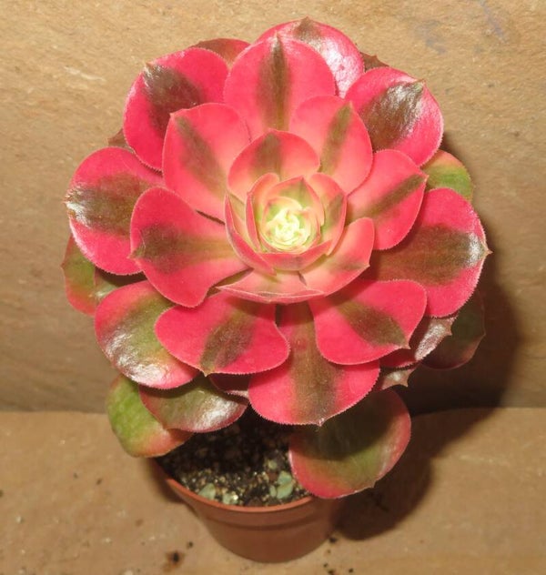 Aeonium cv Pink Witch variegata