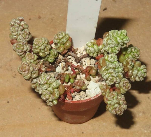 Crassula corallina