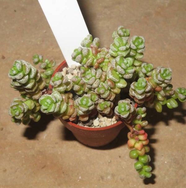Crassula corallina