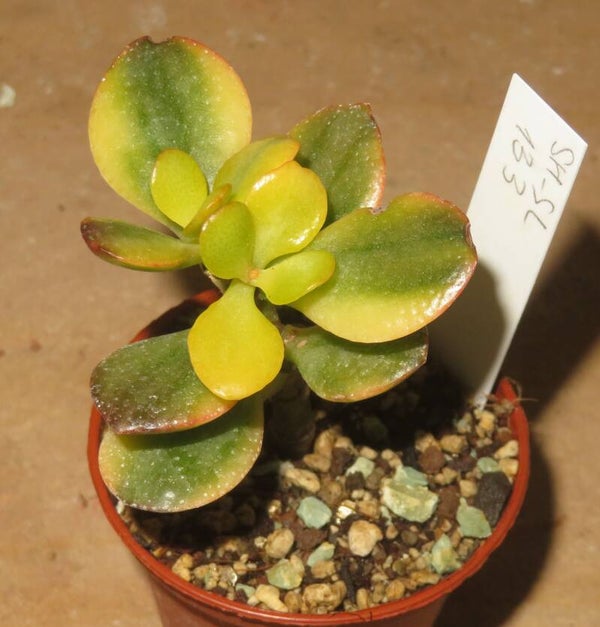 Crassula argentea minor cv Majiko Gorudo variegata