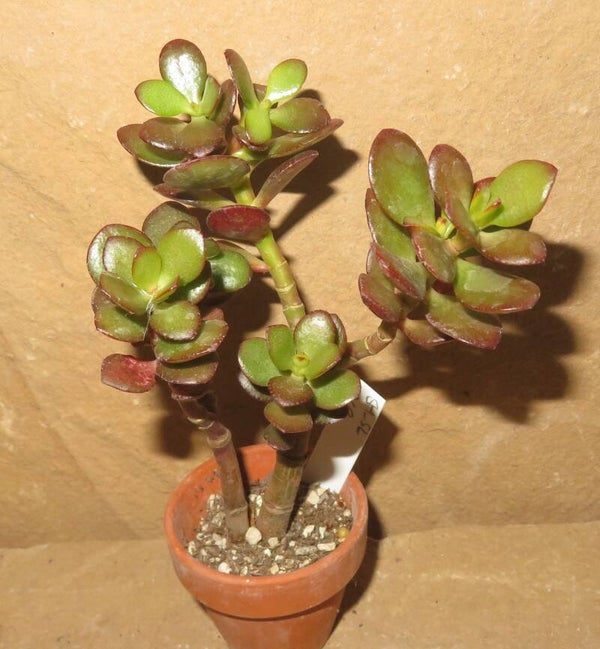 Crassula argentea minor cv Magic