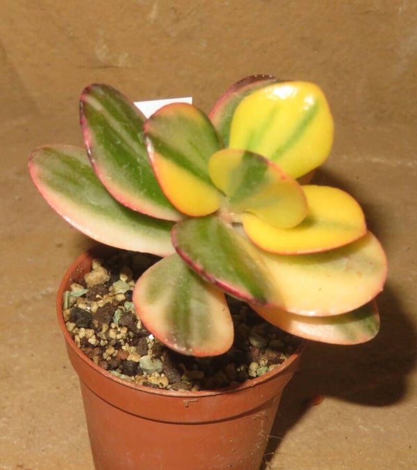 Crassula argentea cv Maruba NISHIKI variegata
