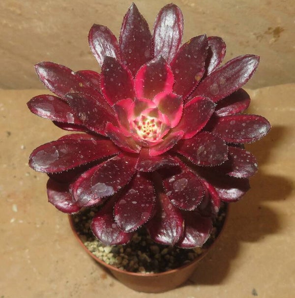 Aeonium cv Mardi Gras variegata
