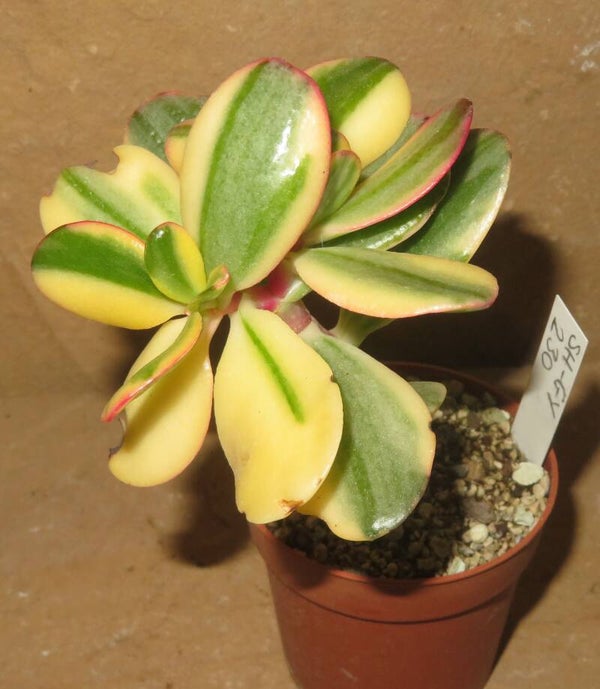Crassula argentea cv Maruba NISHIKI variegata