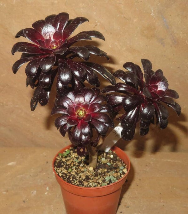 Aeonium arboreum 'Atropurpureum' SCHWARZKOPF