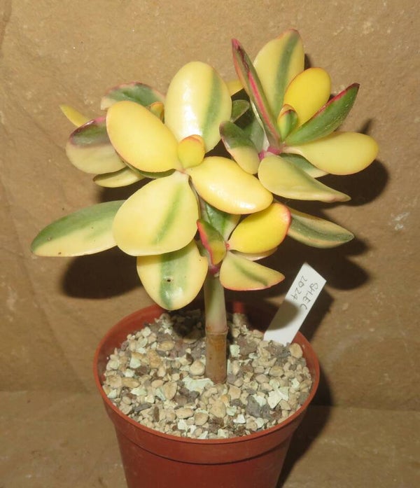 Crassula argentea cv Maruba NISHIKI variegata