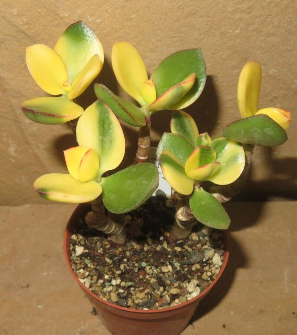 Crassula argentea cv Maruba Kagetsu variegata