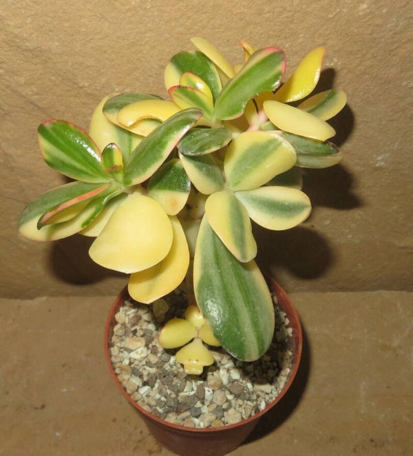 Crassula argentea cv Maruba NISHIKI variegata