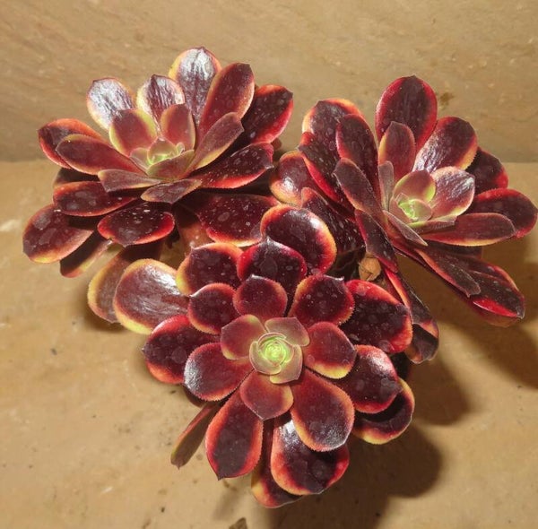 Aeonium cv SuperBang variegata