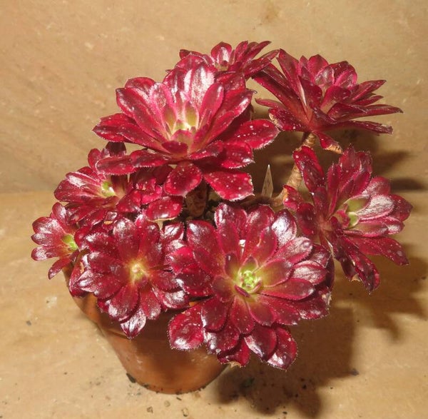 Aeonium cv Mardi Gras variegata