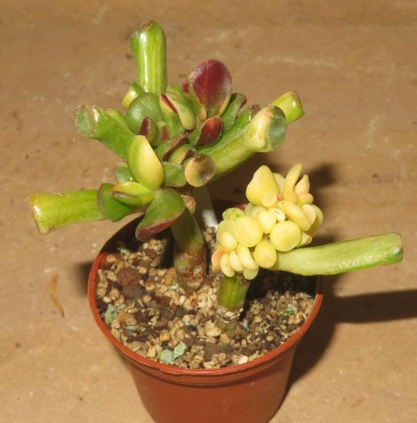 Crassula argentea cv Gollum Yellow Gelb variegata