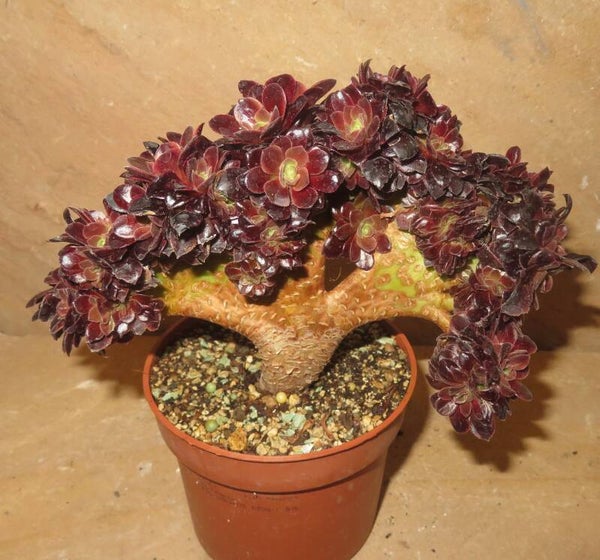 Aeonium cv SuperBang cristata variegata