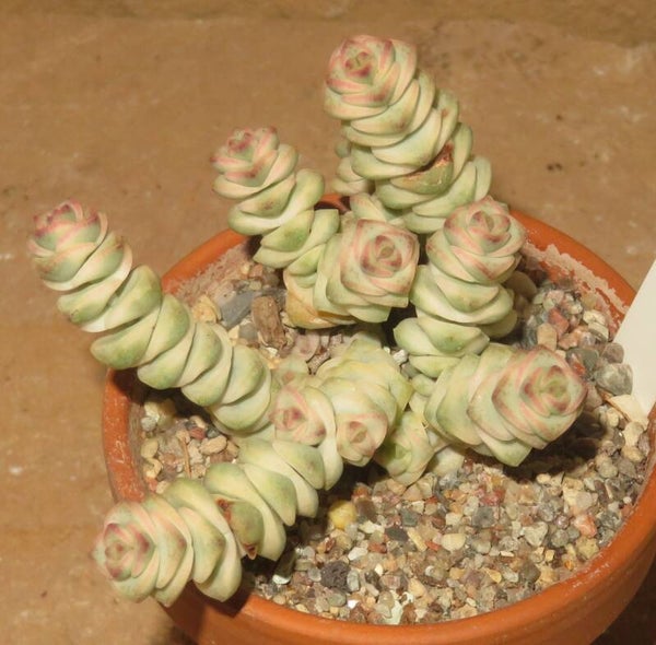 Crassula marnieriana variegata