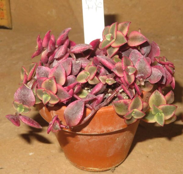 Crassula marginalis rubra variegata