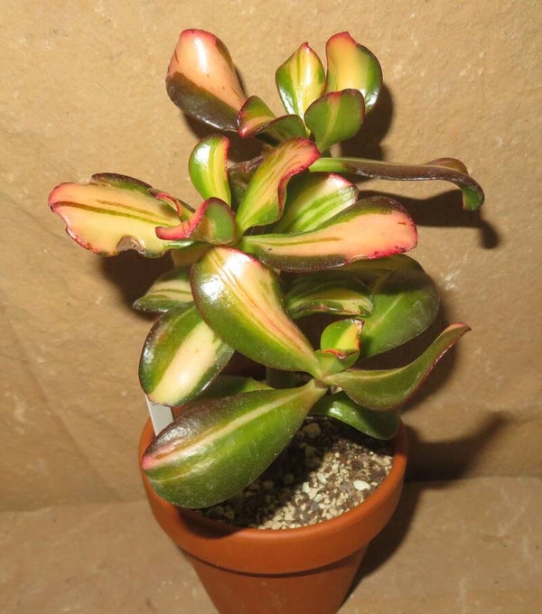 Crassula argentea cv Mikaeri Bijin variegata