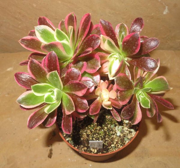 Aeonium cv River Stone variegata