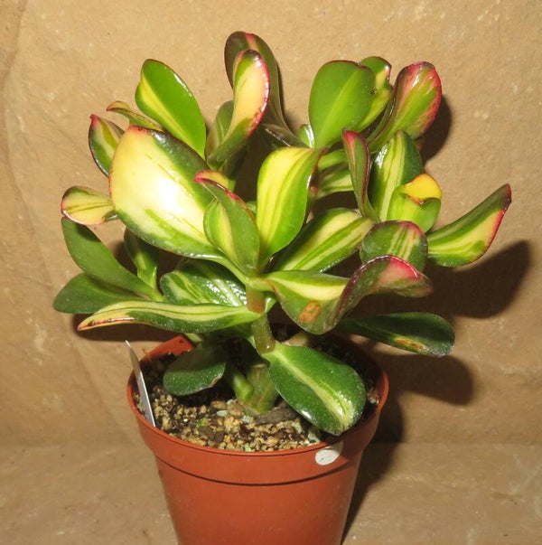Crassula argentea cv Mikaeri Bijin variegata