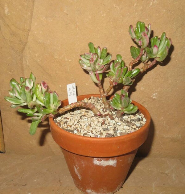 Crassula argentea cv Gollum variegata