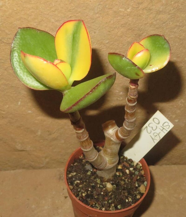 Crassula argentea cv Maruba Kagetsu variegata