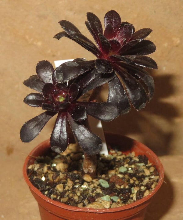Aeonium arboreum 'Atropurpureum' SCHWARZKOPF