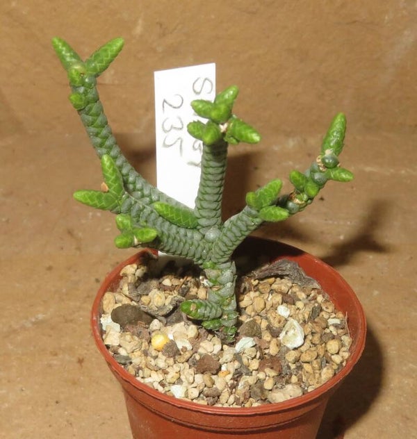 Crassula lycopodioides cv Medusa / Snake