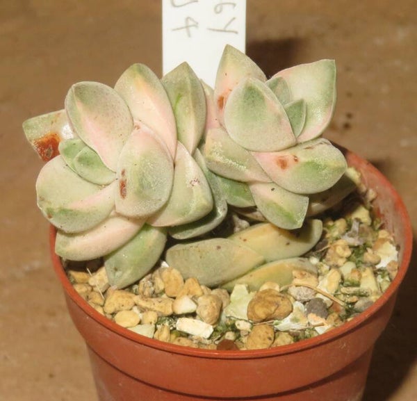 Crassula cv Mooglow variegata