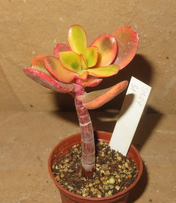 Crassula argentea cv JADE variegata