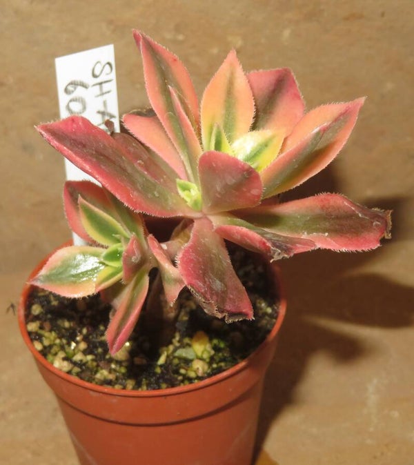 Aeonium leucoblepharum variegata