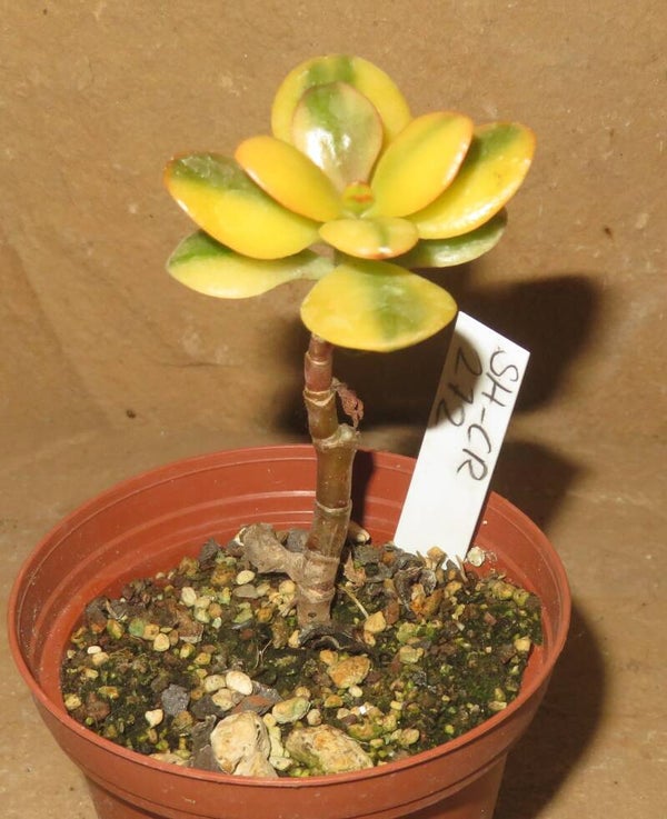 Crassula argentea minor cv Majiko Gorudo variegata