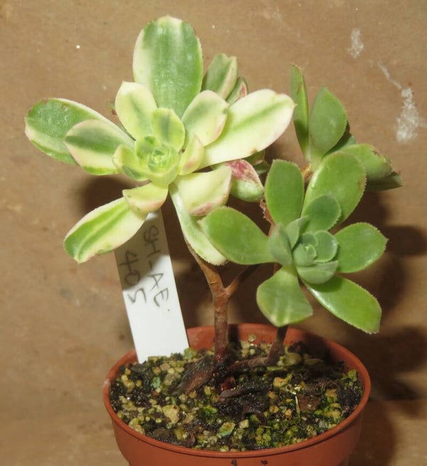 Aeonium castello-paivae variegata