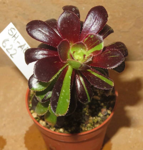 Aeonium arboreum cv Big Bang