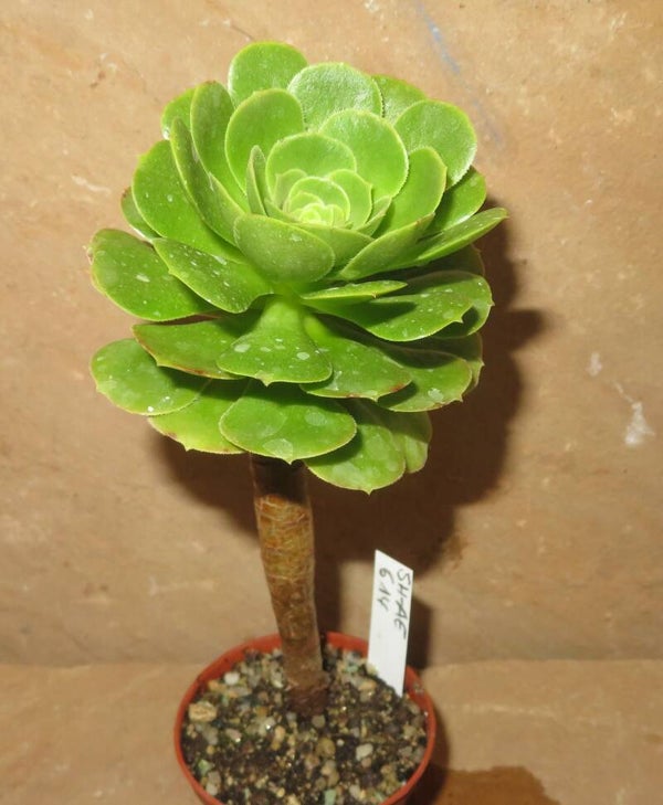Aeonium arboreum magnificum