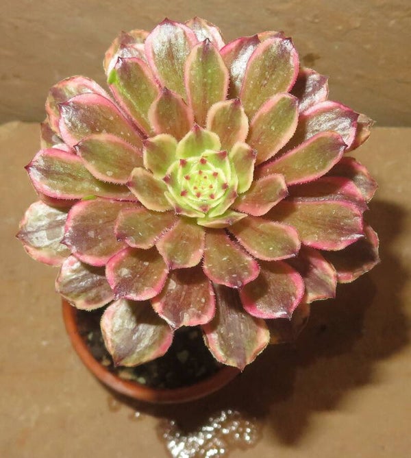 Aeonium cv Pink Daisy variegata