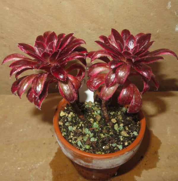 Aeonium cv Peacock variegata - Black Magic