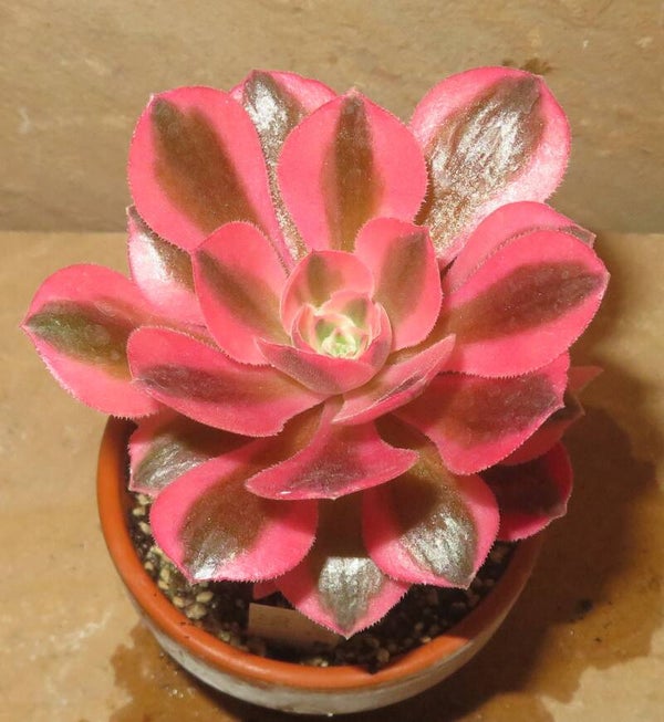 Aeonium cv Pink Witch variegata