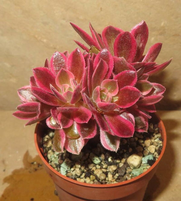 Aeonium cv Rainbow Swirl cristata variegata