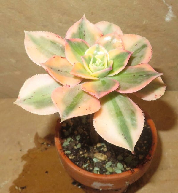 Aeonium decorum cv Tricolor variegata