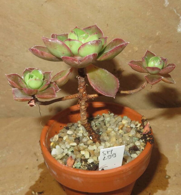 Aeonium volkerii
