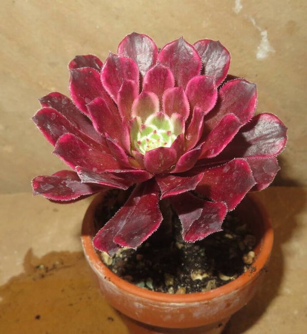 Aeonium cv Ink Painting variegata