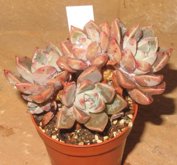 Echeveria cv Pretty in Pink - 2 Blätter / Blattstecklinge