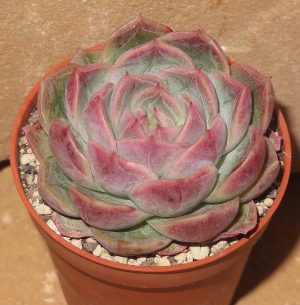 Echeveria cv Rasphberry Ice - 2 Blätter / Blattstecklinge