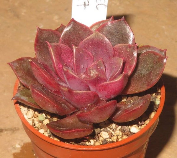Echeveria cv Sahara - 2 Blätter / Blattstecklinge
