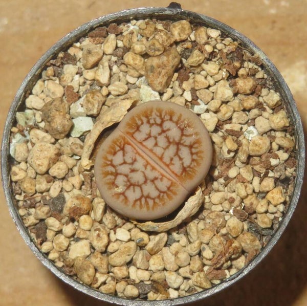 1x Lithops pseudotruncatella ssp. dendritica var farinosa