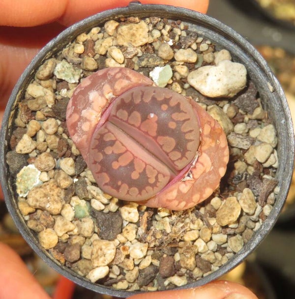 1x Lithops otzeniana cv Cesky Granat