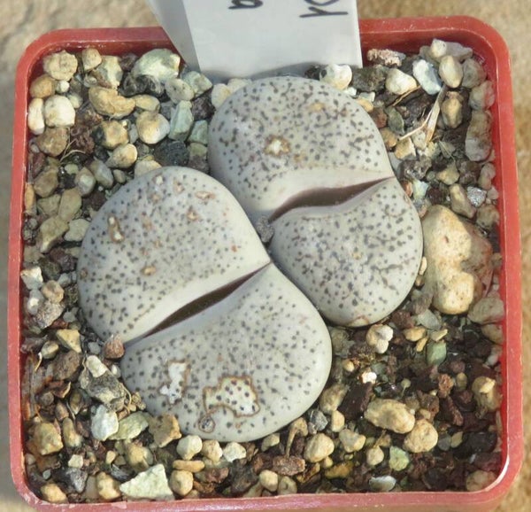 Lithops lesliei var. venteri C001 Shimada Aussaat