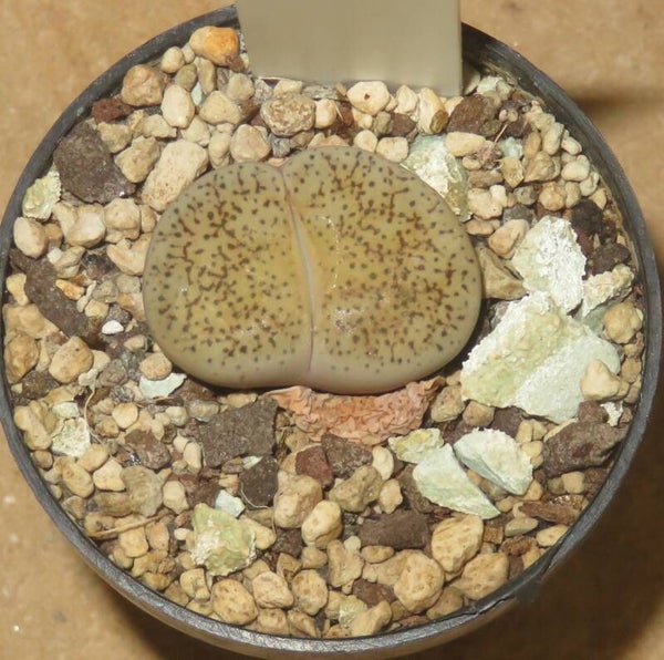 Lithops lesliei var. venteri C001 Shimada Aussaat