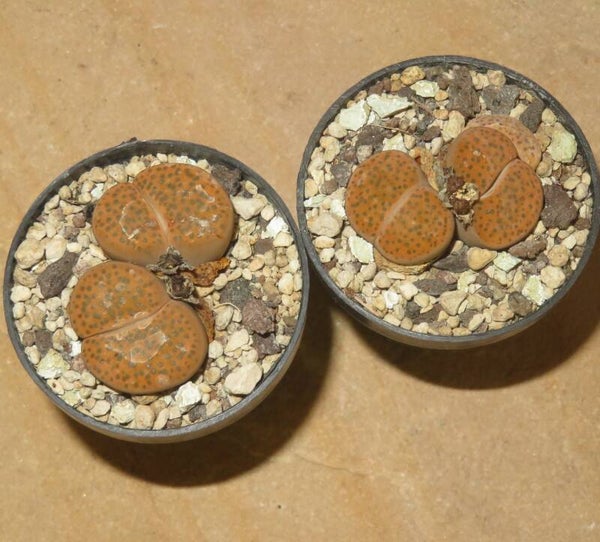1x Lithops fulviceps v. fulviceps