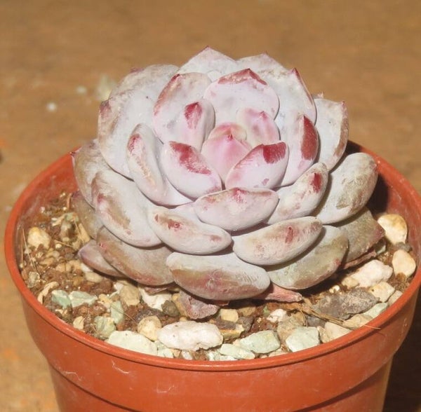 Echeveria cv Star Orange - 2 Blätter / Blattstecklinge