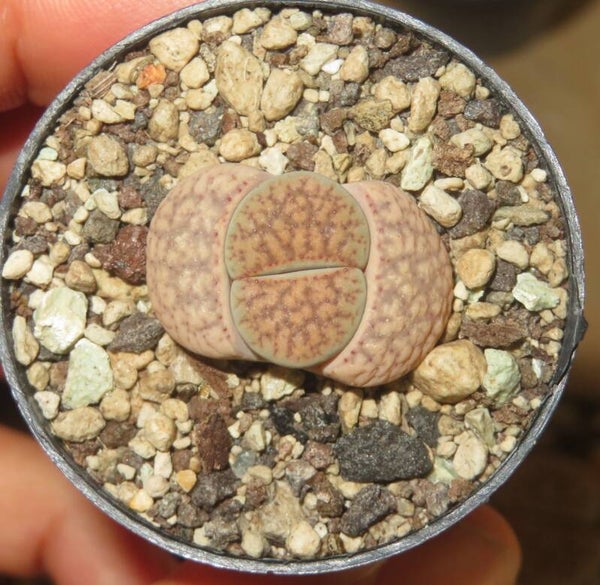 1x Lithops verruculosa